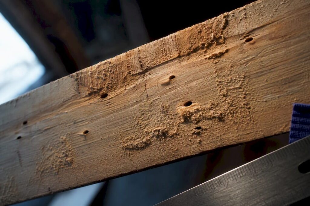Ovale boktorgaten met boormeel in een houten balk